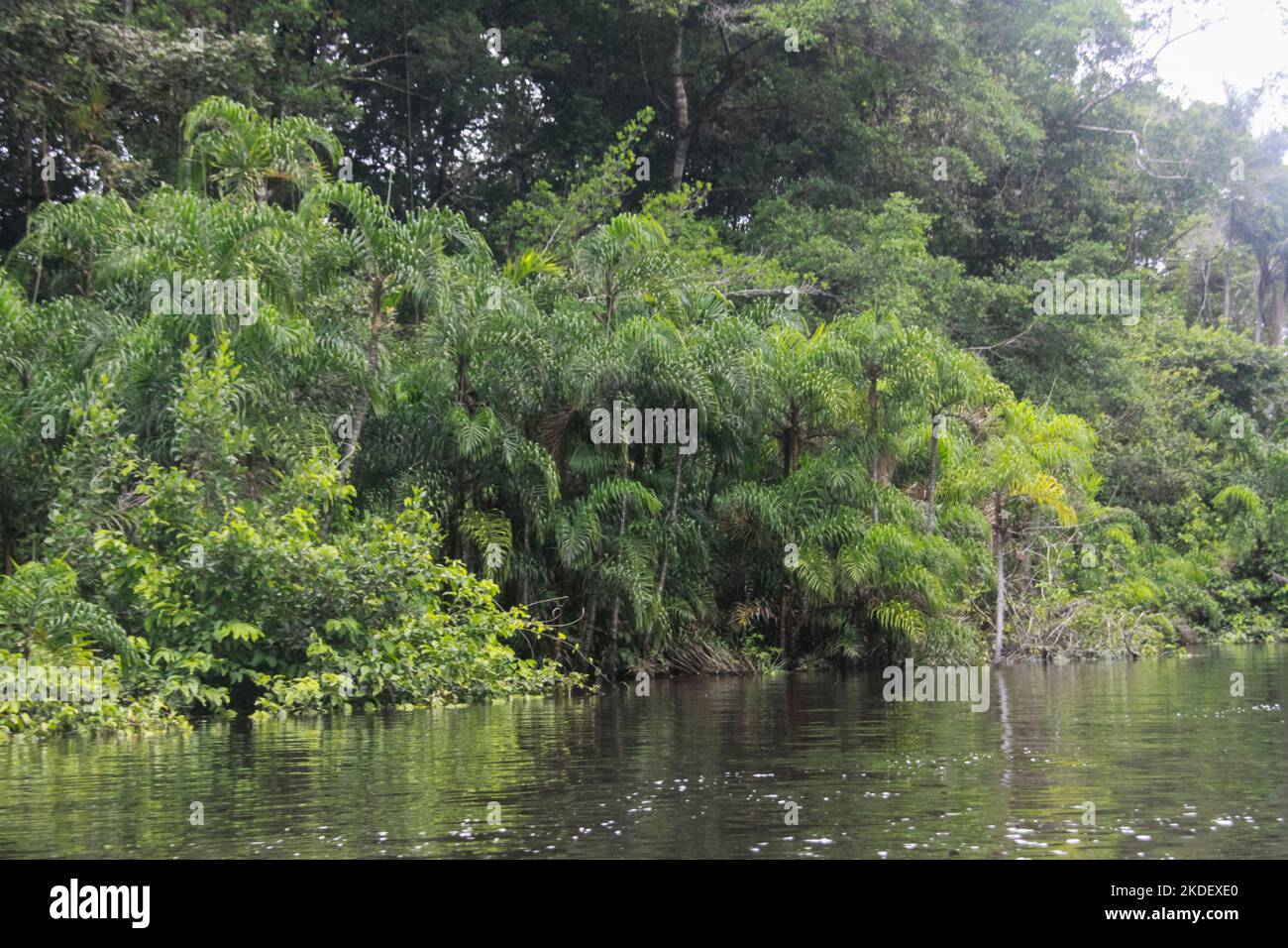 Flusstransport im ecuadorianischen Amazonas-Regenwald, fotografiert im Cuyabeno-Reservat Ecuador Stockfoto