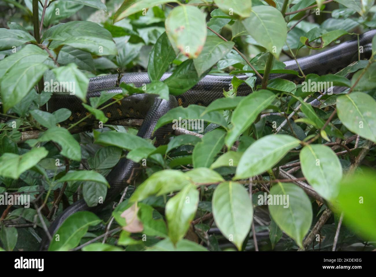 Eine wilde grüne Anakonda (Eunectes murinus), die weltweit größte ruhende Schlangenart im Wildreservat Cuyabeno im ecuadorianischen Amazonas. Die grüne ana Stockfoto