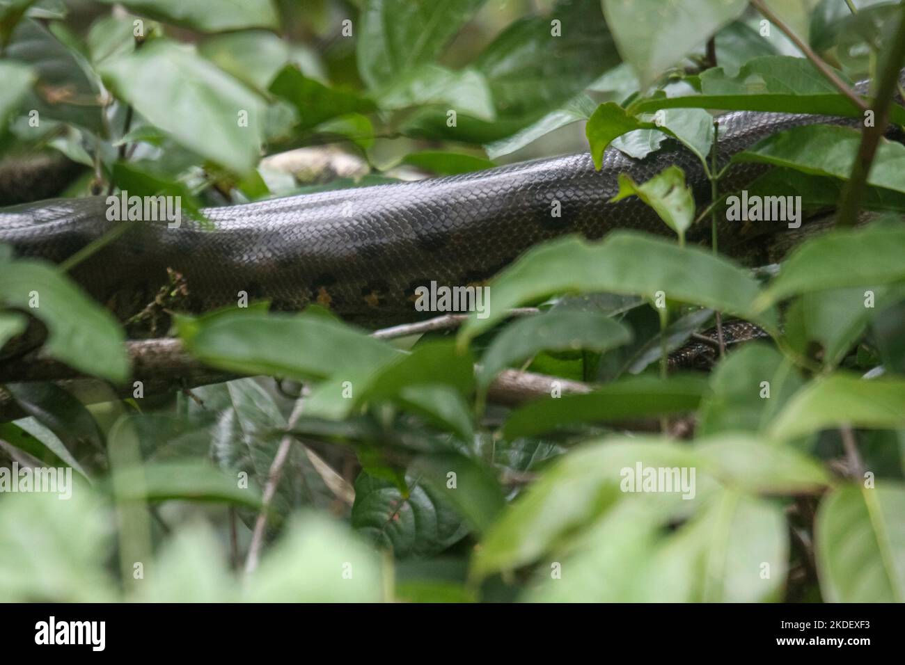Eine wilde grüne Anakonda (Eunectes murinus), die weltweit größte ruhende Schlangenart im Wildreservat Cuyabeno im ecuadorianischen Amazonas. Die grüne ana Stockfoto