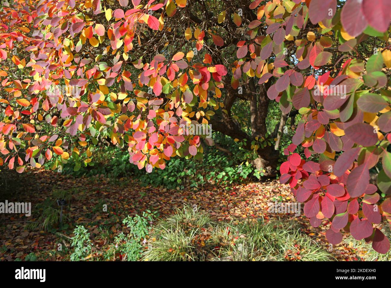 Die Herbstfarben des Cotinus coggygria oder Rauchbaums. Stockfoto
