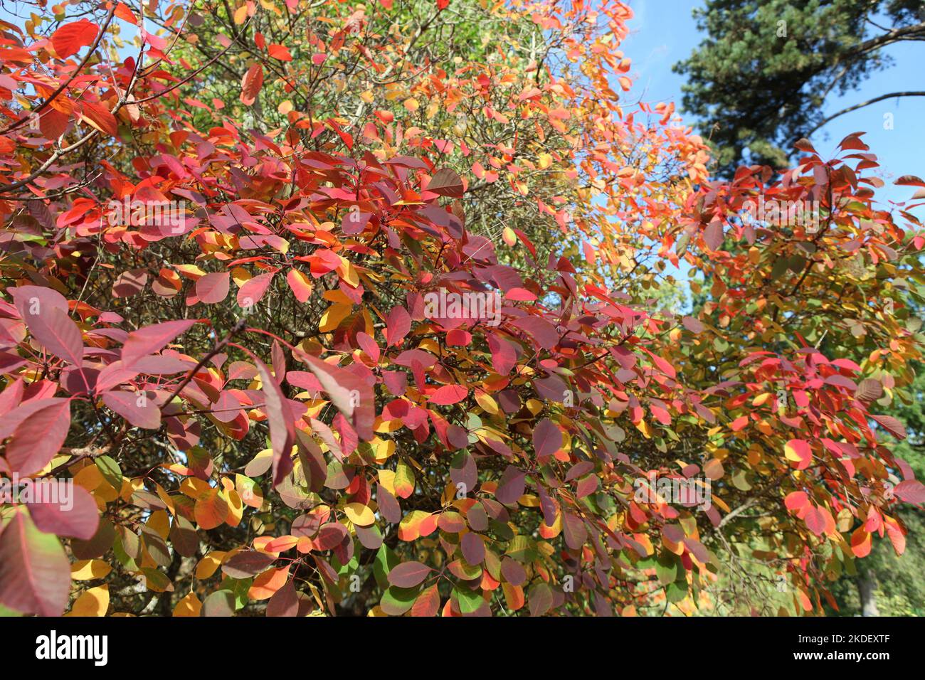 Die Herbstfarben des Cotinus coggygria oder Rauchbaums. Stockfoto