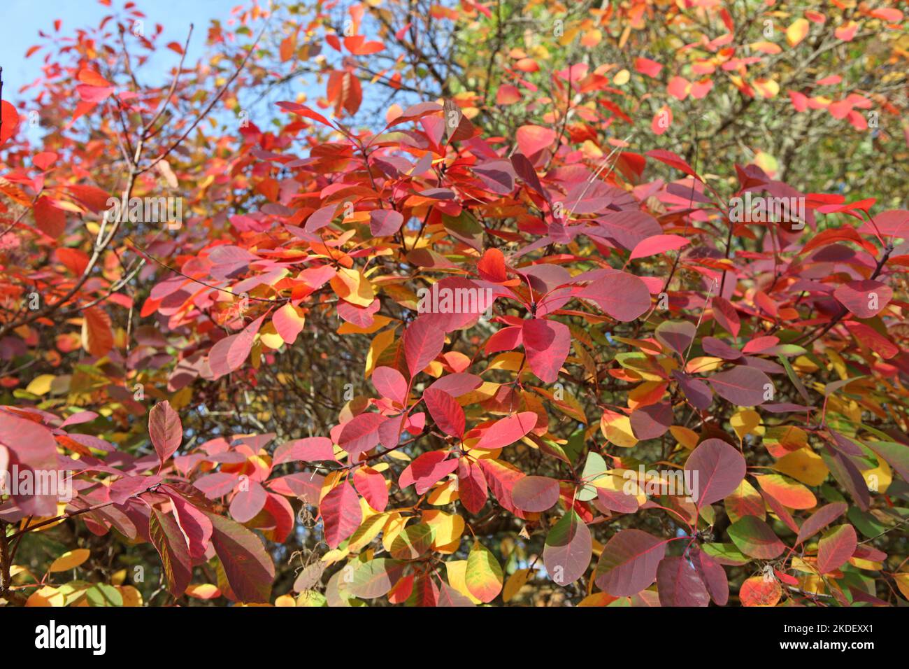 Die Herbstfarben des Cotinus coggygria oder Rauchbaums. Stockfoto