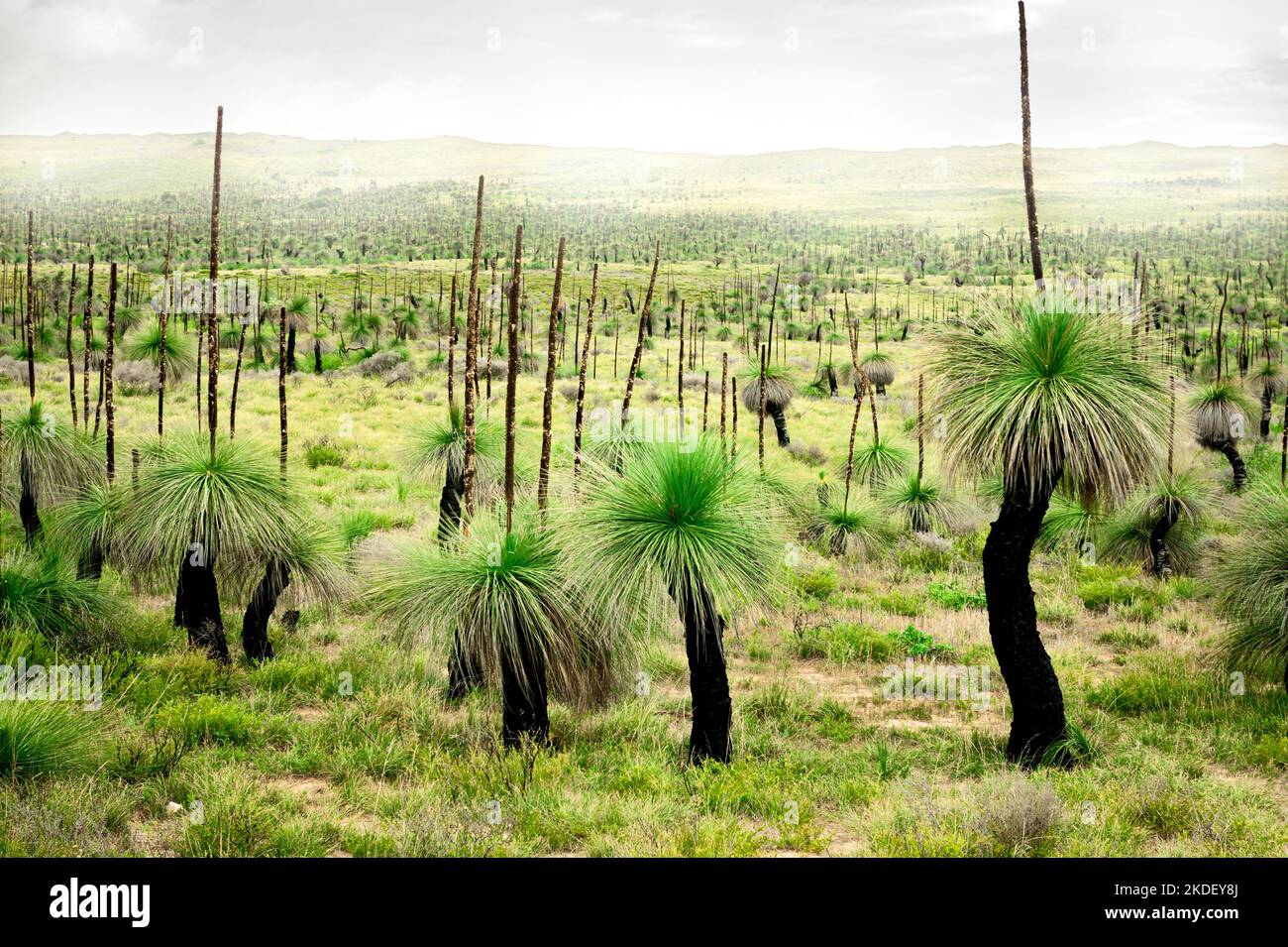 Grasbaumfeld im Wanagarren Nature Reserve nördlich von Perth. Stockfoto