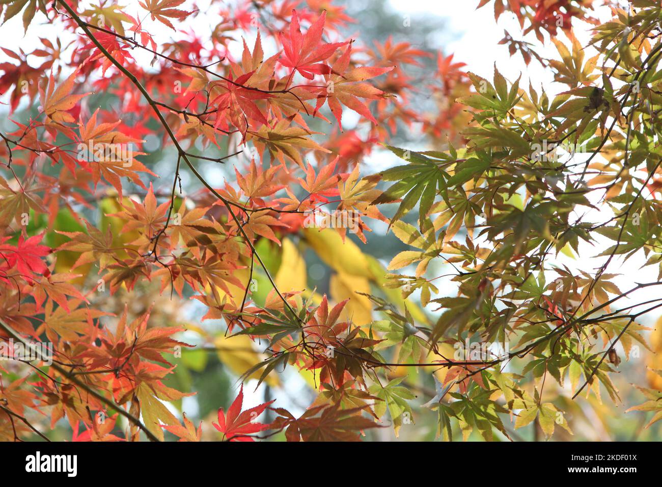Die Herbstfarben des japanischen Ahorns 'Shojo-shidare'. Stockfoto