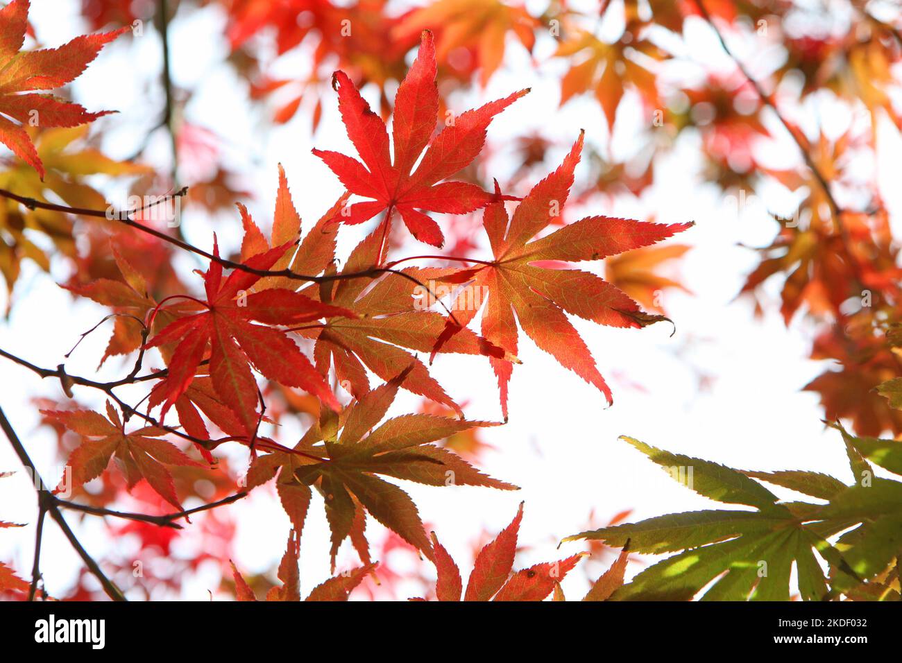 Die Herbstfarben des japanischen Ahorns 'Shojo-shidare'. Stockfoto