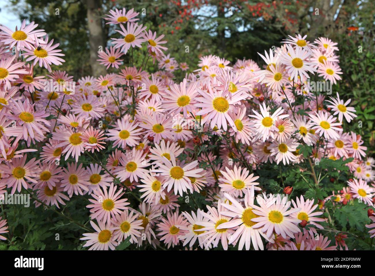 Chrysantheme 'Hillside Sheffield Pink' in Blüte. Stockfoto