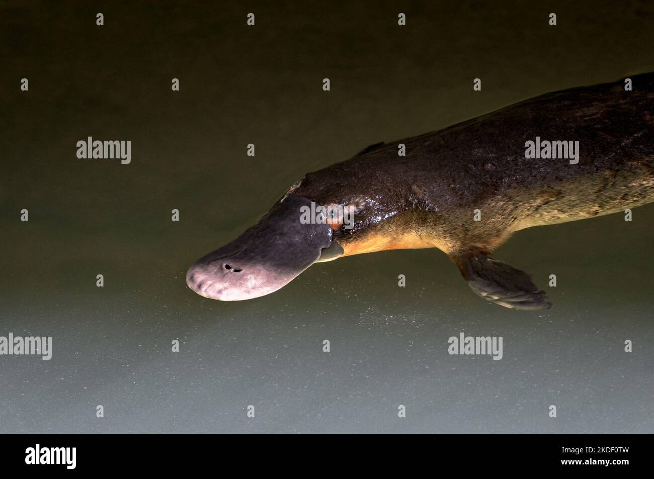 Nahaufnahme eines Platypus, der auf der Oberfläche eines Flusses ruht. Stockfoto