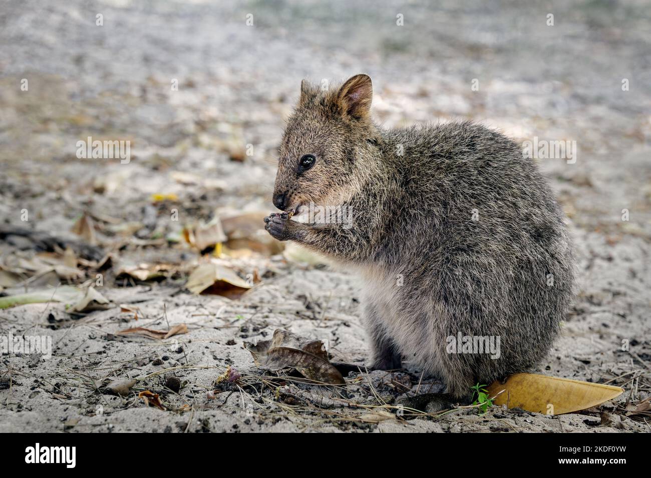 Die kleine Quokka ist auf dem australischen Festland ausgestorben. Stockfoto