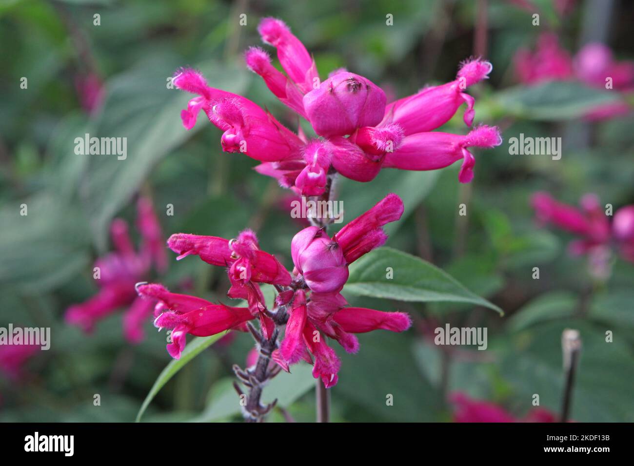 Salvia splendens Mulberry Jam in Blüte. Stockfoto