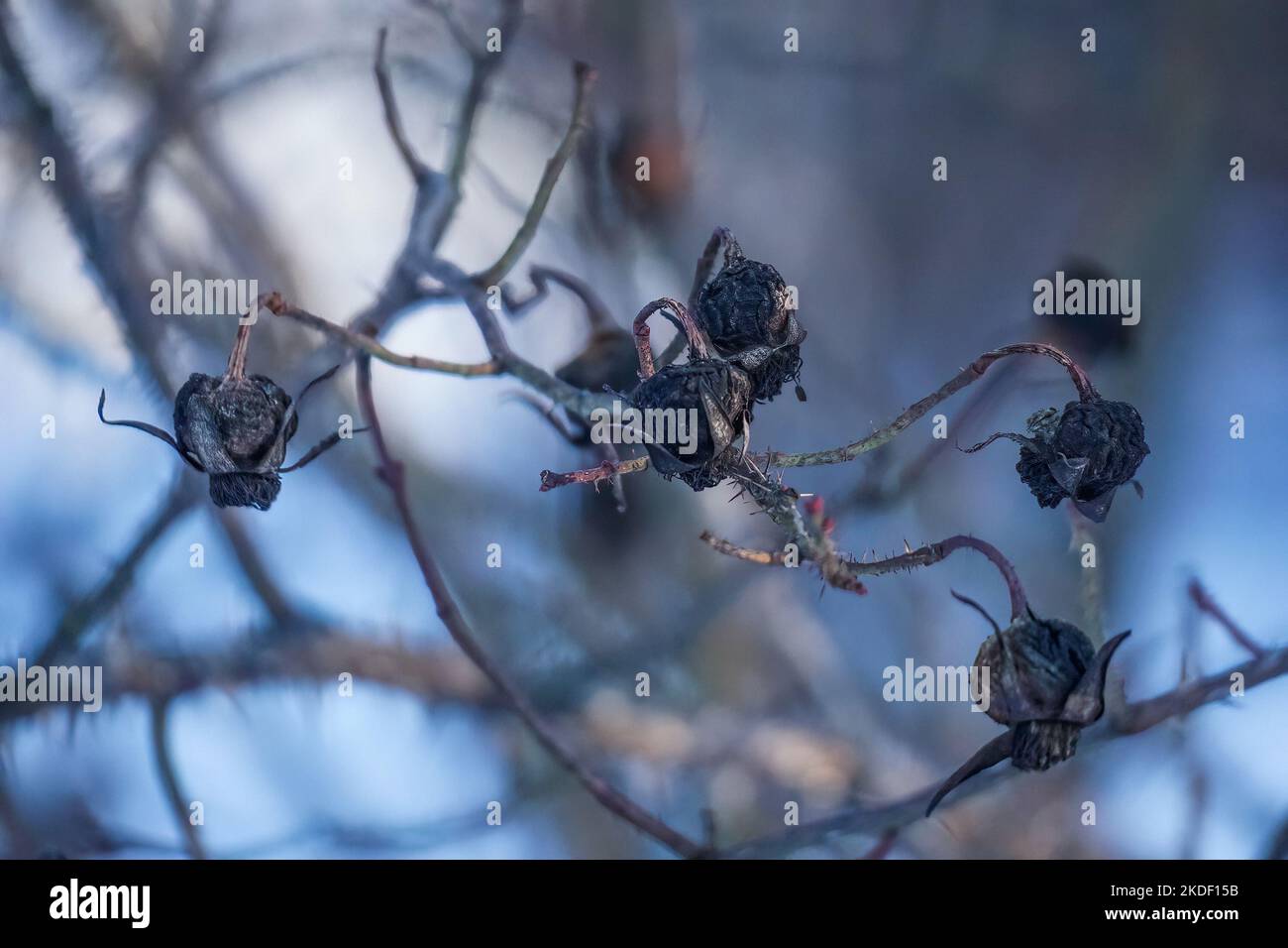 Hagebuttenbusch mit Dornen und trockenen Hagebutten auf verschwommenem Hintergrund. Rosa canina Stockfoto