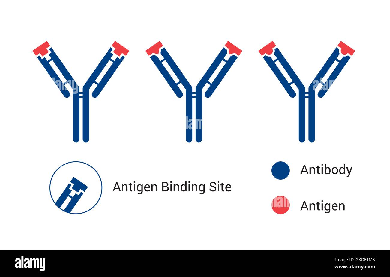 Antikörperstruktur von Immunglobulin mit den Enzymen Papain und Pepsin, der Grundstruktur eines Antikörpers, zeigt die leichten und schweren Ketten Stockfoto