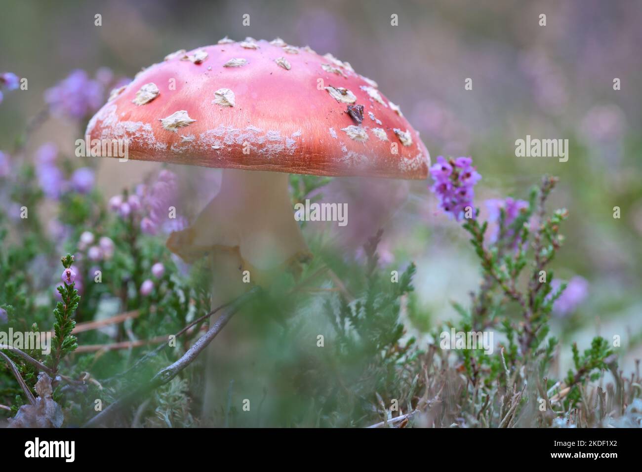 Krötenhocker in einem Heidefeld im Wald. Giftiger Pilz. Rote Mütze mit weißen Flecken. Nahaufnahme der Natur im Wald Stockfoto