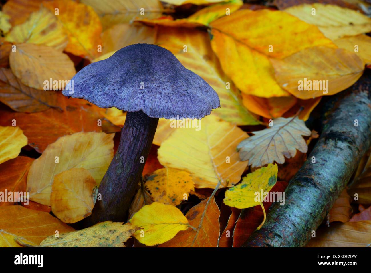 Violette Webkappenpilze mit Herbstblättern. Stockfoto