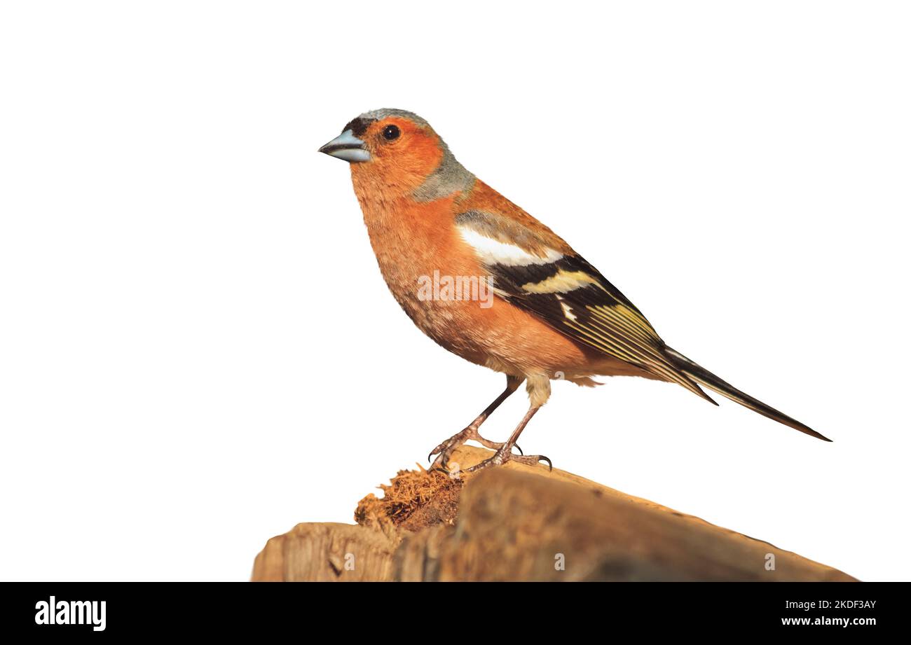 finch steht auf einem Stumpf isoliert auf weißem Hintergrund Stockfoto