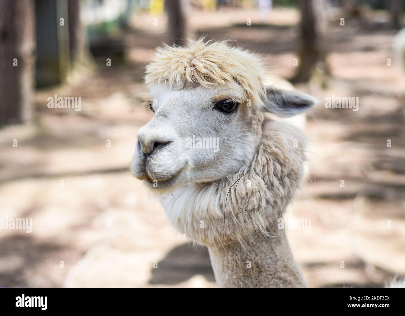 Porträt eines lustigen lama mit Fransen im Zoo Stockfoto