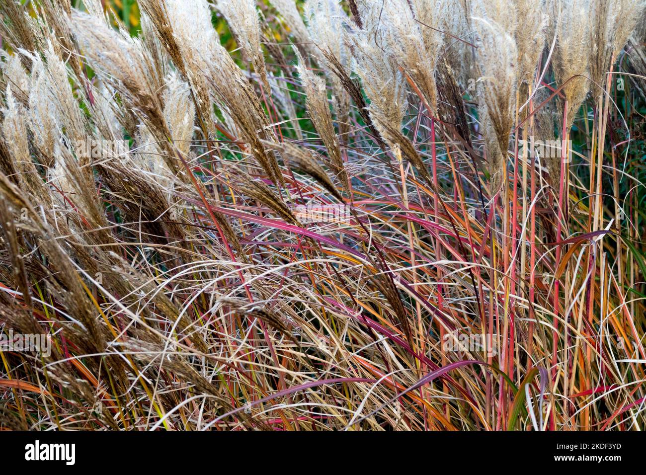 Maiden Grass,Miscanthus sinensis Red Chief,im Herbst färben sich die Stängel und Blätter rot Stockfoto