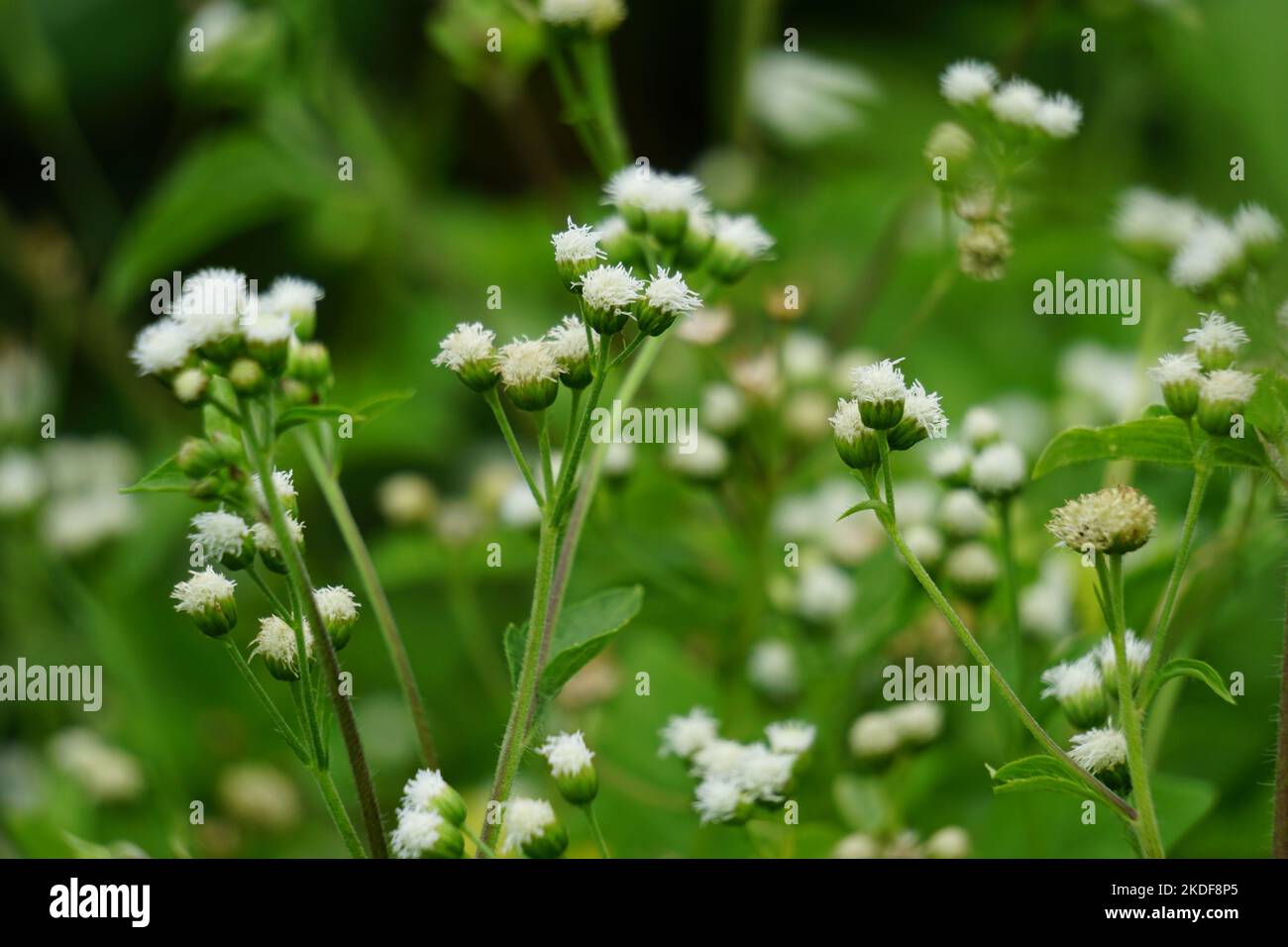Macro Shot Bandotan (Ageratum conyzoides) ist eine Art von Agrarkraut