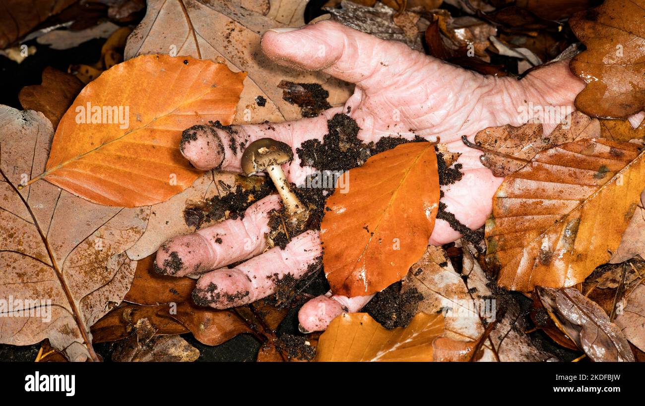 Symbolfoto für Pilzvergiftung Stockfoto