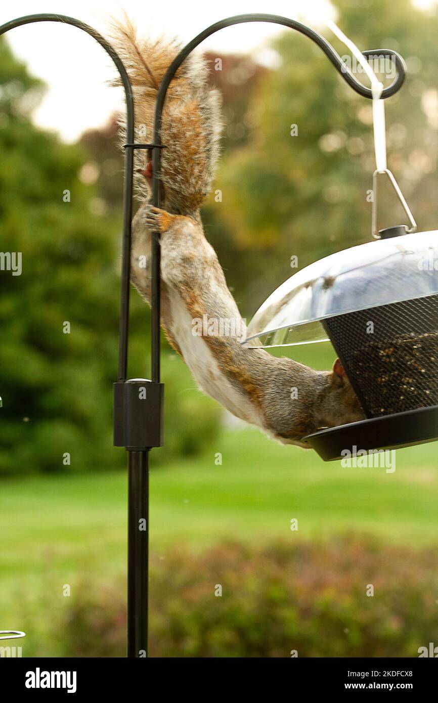 Eichhörnchen greift Vogelfutter an, um Essen zu bekommen Stockfoto