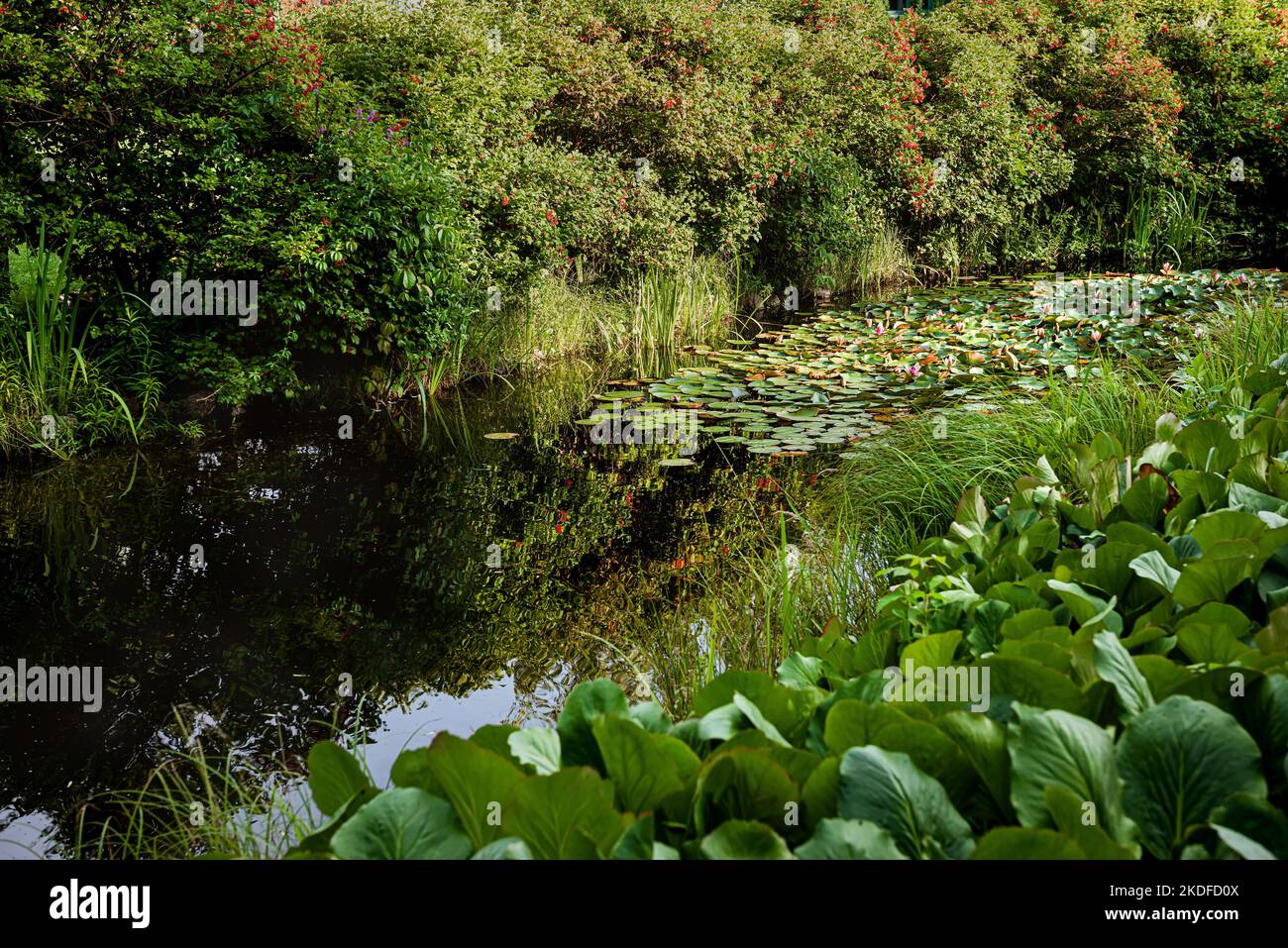 Der Bach mit Seerosen im Sommer im Park. Stockfoto