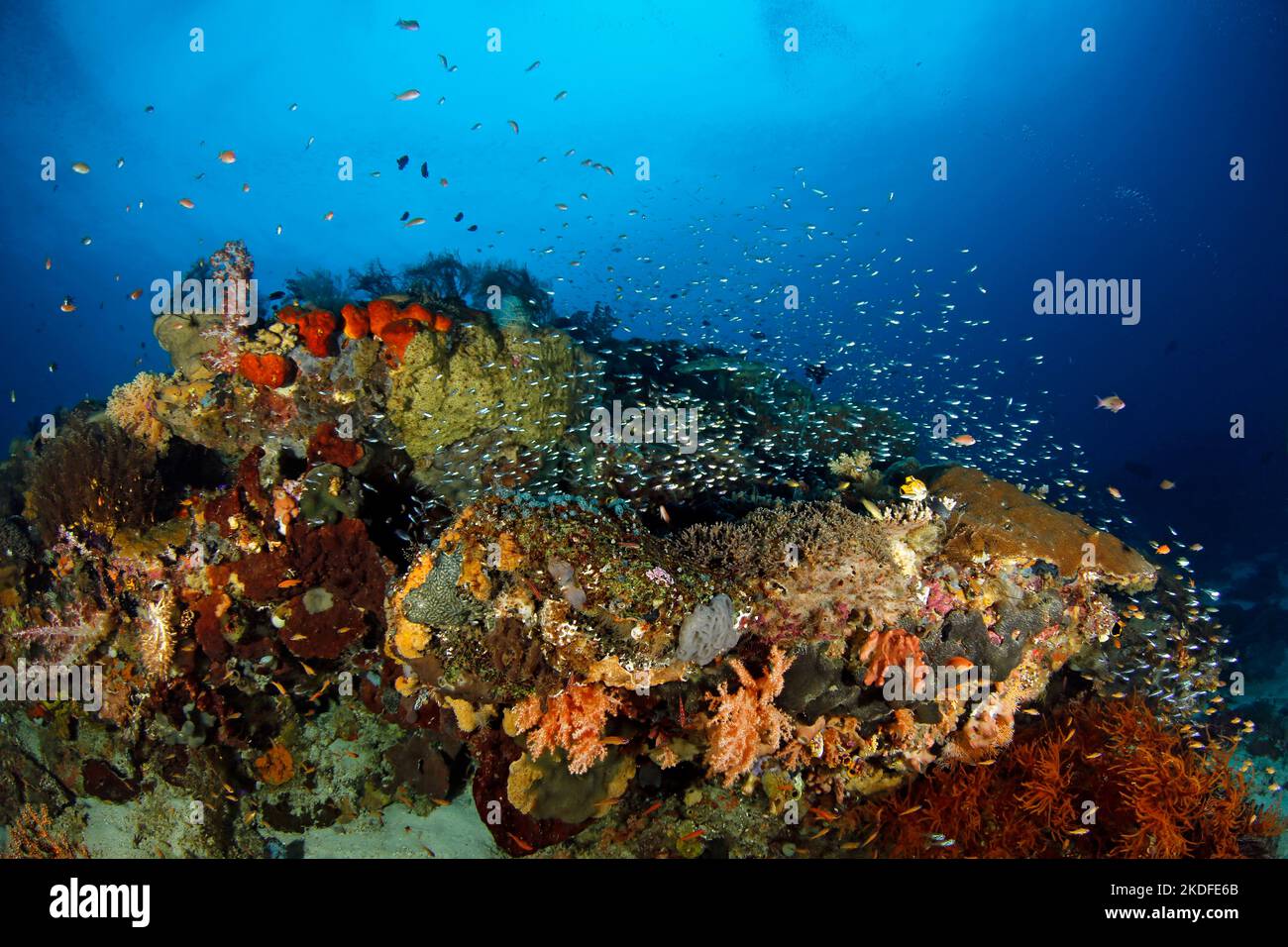 Das farbenfrohe Korallenriff ist voller Leben. Fam, Raja Ampat, Indonesien Stockfoto