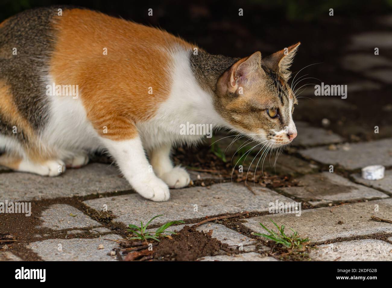 Eine Katze in einer Kombination aus weiß, orange und schwarz sitzt auf dem Boden und beobachtet die Umgebung, seine Augen überwachen jede Bewegung um sich herum Stockfoto