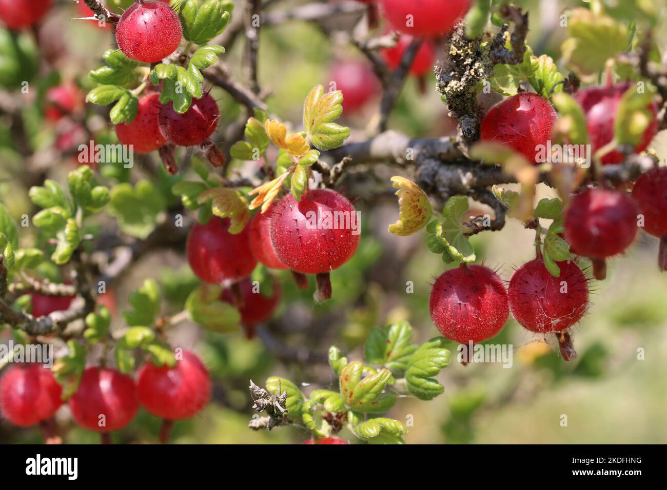 Stachelbeere, Ribes uva crispa unbekannter Sorte, reife rote Frucht in Nahaufnahme mit einem verschwommenen Hintergrund aus Blättern. Stockfoto