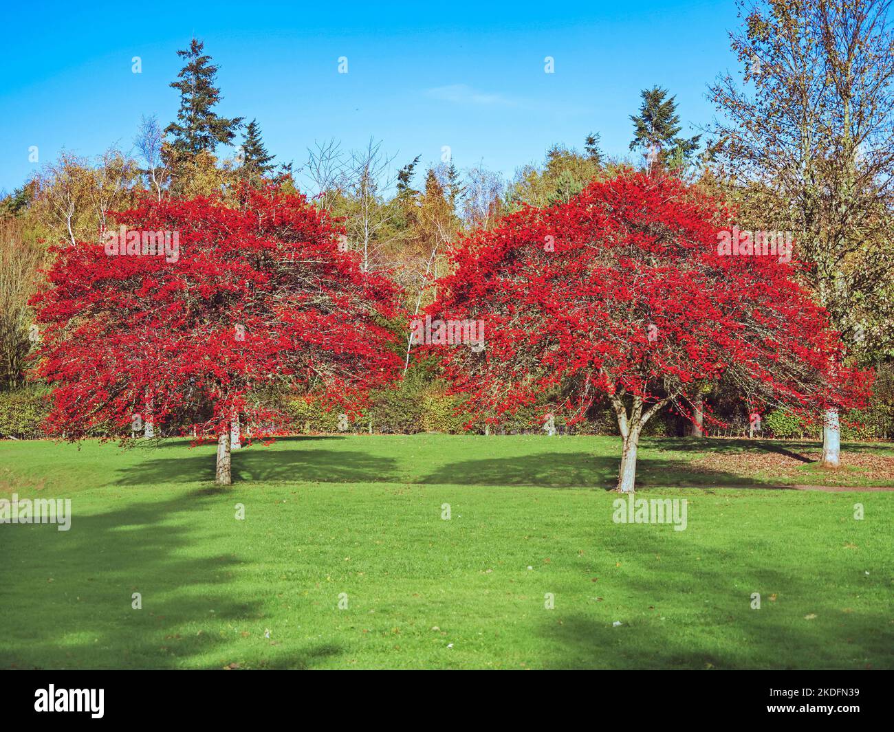 Weißdornbäume im Herbst mit roten Beeren bedeckt Stockfoto