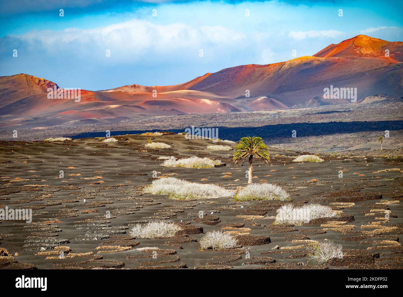 Solitar-Palme auf schwarzem Vulkanboden von lanzarote Stockfoto