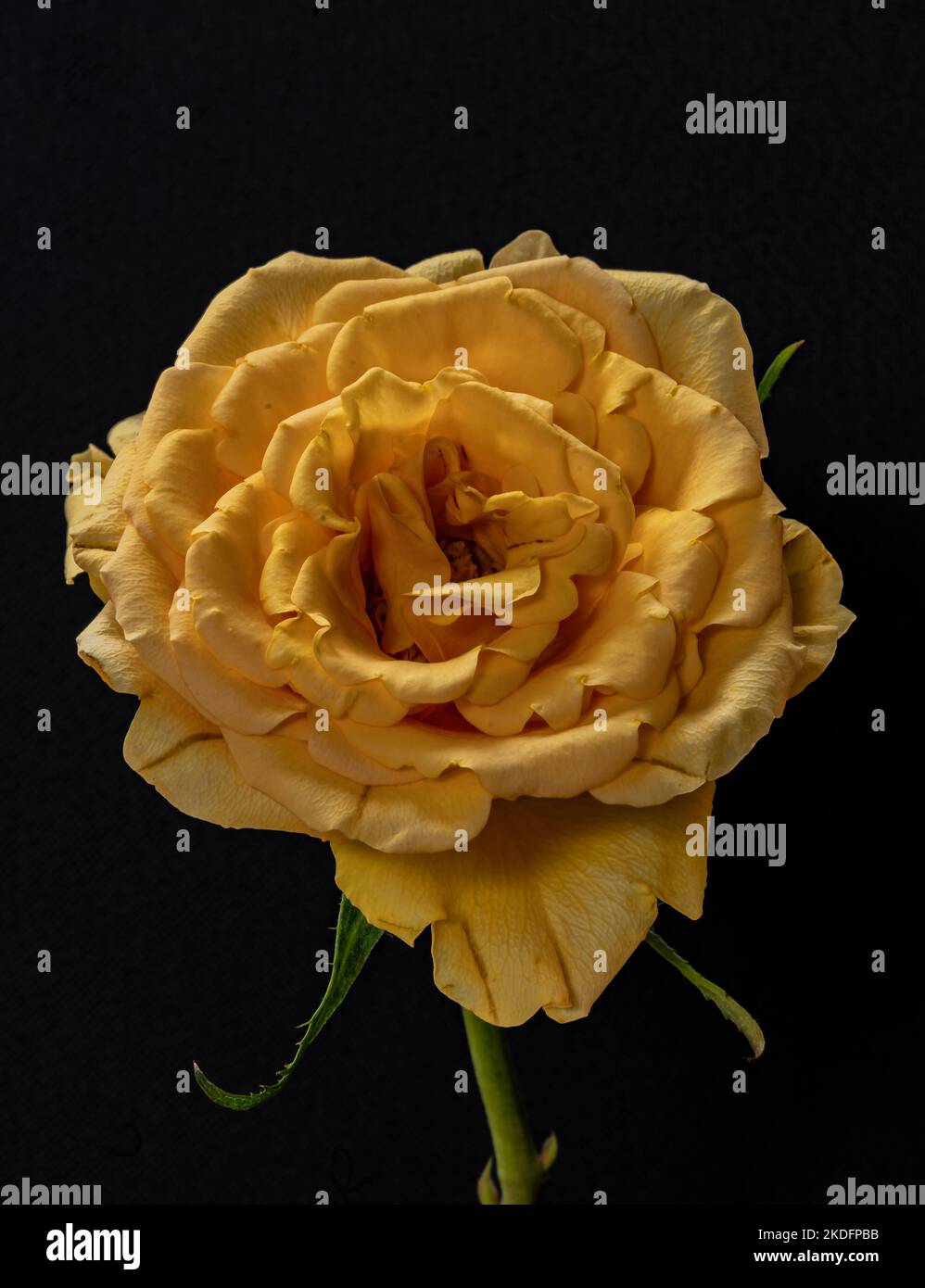 Gelbe Rose isoliert auf schwarzem Hintergrund Stockfoto