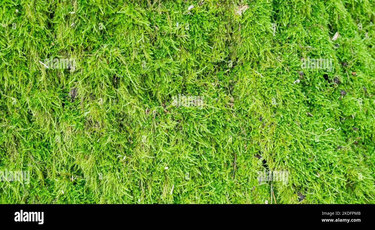 Hellgrünes Moos. Dichte Stängel von grünem Moos aus der Nähe. Flach liegend Stockfoto