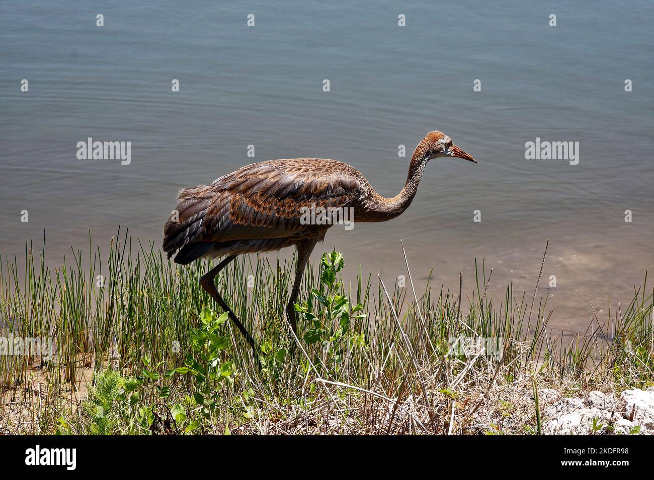 Unreifer Sandhügelkranich, zu Fuß am Wasser, sehr großer Vogel, Grus canadensis, getuftete Rumpffedern, Langer Hals, lange Beine, Tierwelt, Tier, Florida, Ve Stockfoto