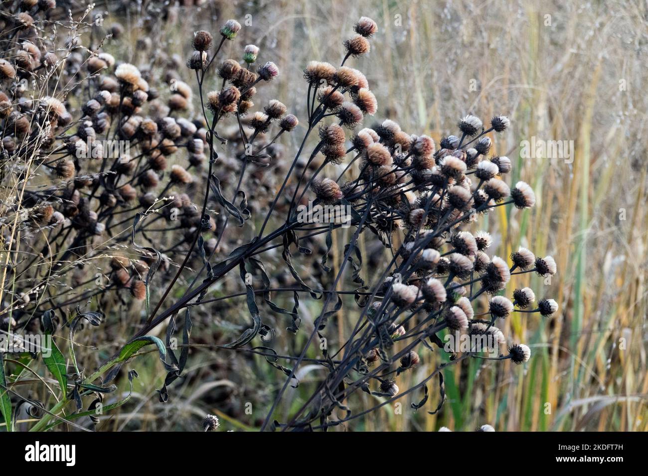 Ozark Ironweed, Vernonia arkansana, Saatköpfe, Ironweed, Deadheads, Getrocknet, Blumen, Köpfe Stockfoto