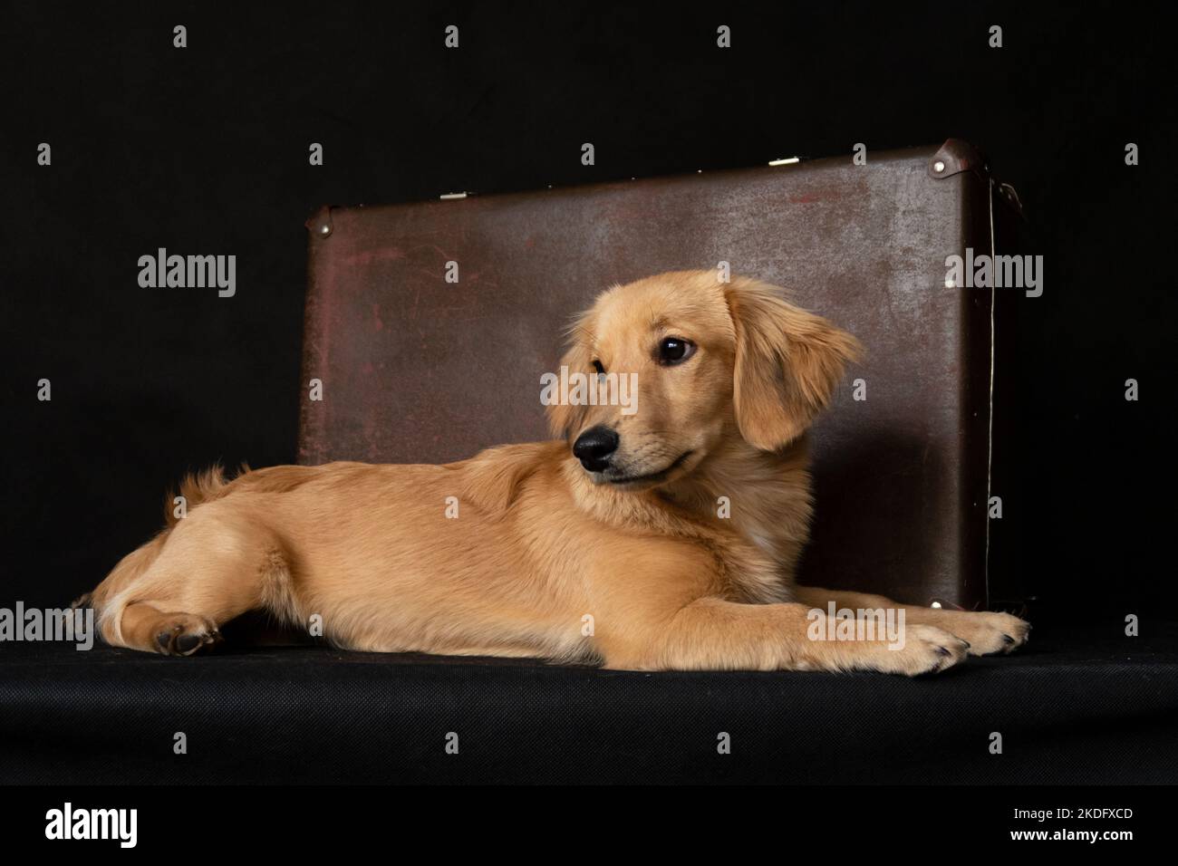 Im Studio liegend ein rothaariger Hund, ähnlich einem Dackel, neben einem Koffer, auf schwarzem Hintergrund Stockfoto