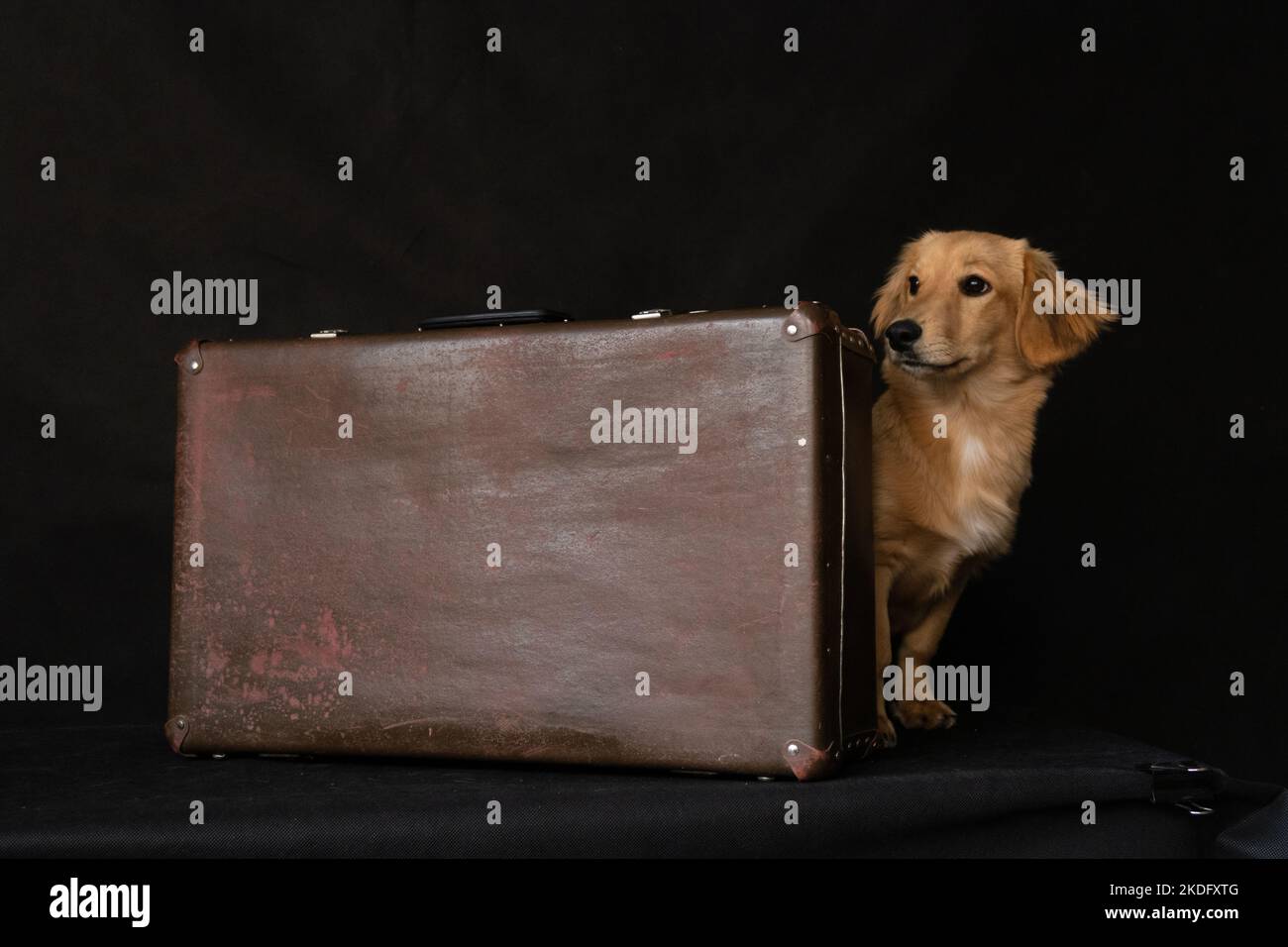 Ein rothaariger, dachshund aussehender Hund blickt hinter einem Koffer vor schwarzem Hintergrund im Studio hervor. Stockfoto