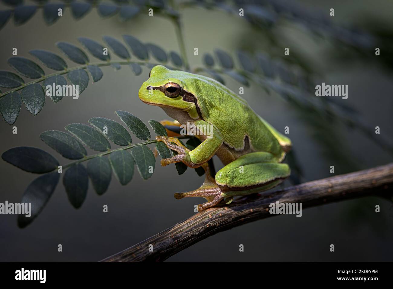 Laubfrosch Stockfoto
