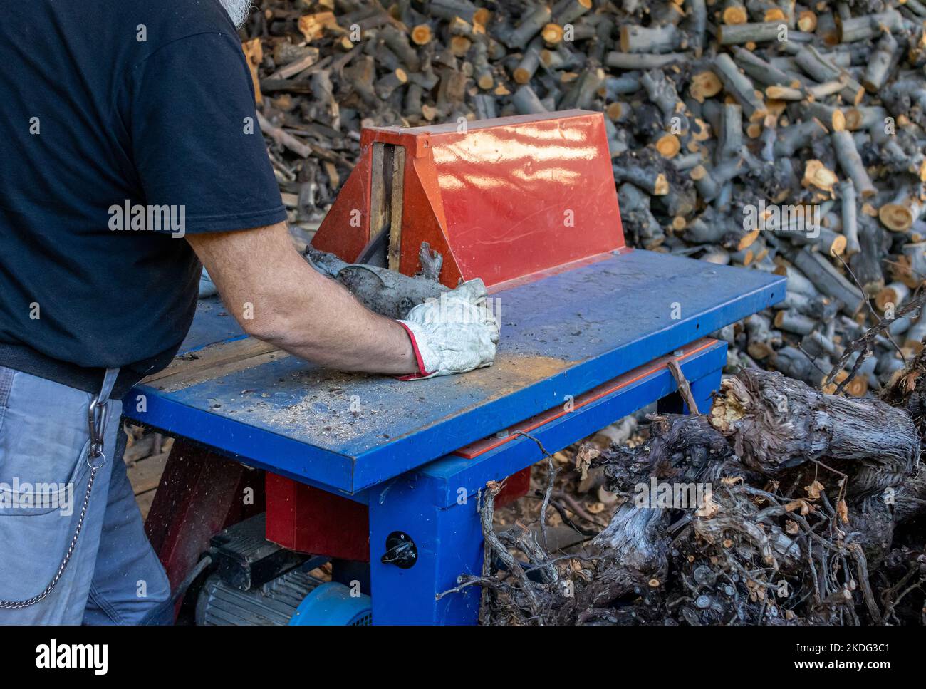 Mann schneidet Stämme von Apfelbäumen mit Kreissäge, um Brennholz für die Heizperiode vorzubereiten Stockfoto