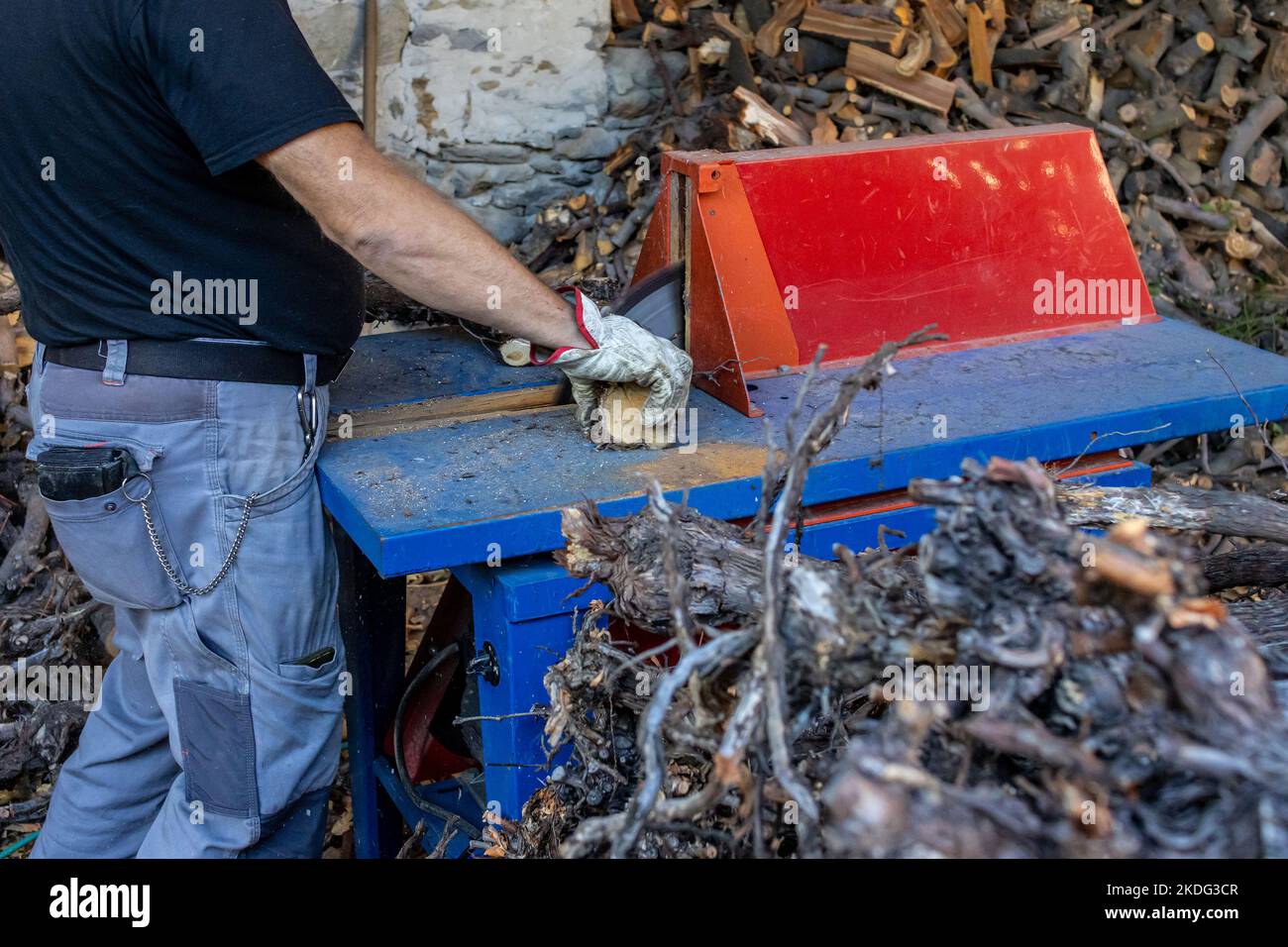 Mann schneidet Stämme von Apfelbäumen mit Kreissäge, um Brennholz für die Heizperiode vorzubereiten Stockfoto