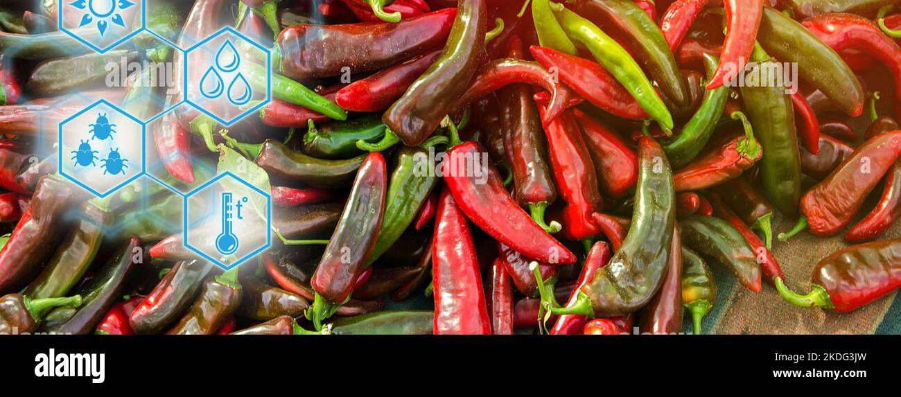Die Ernte von rotem Paprika liegt auf einem Haufen. Hohe Technologien und Innovationen in der Agrarindustrie. Untersuchung der Boden- und Erntequalität. Selektiver Fokus Stockfoto
