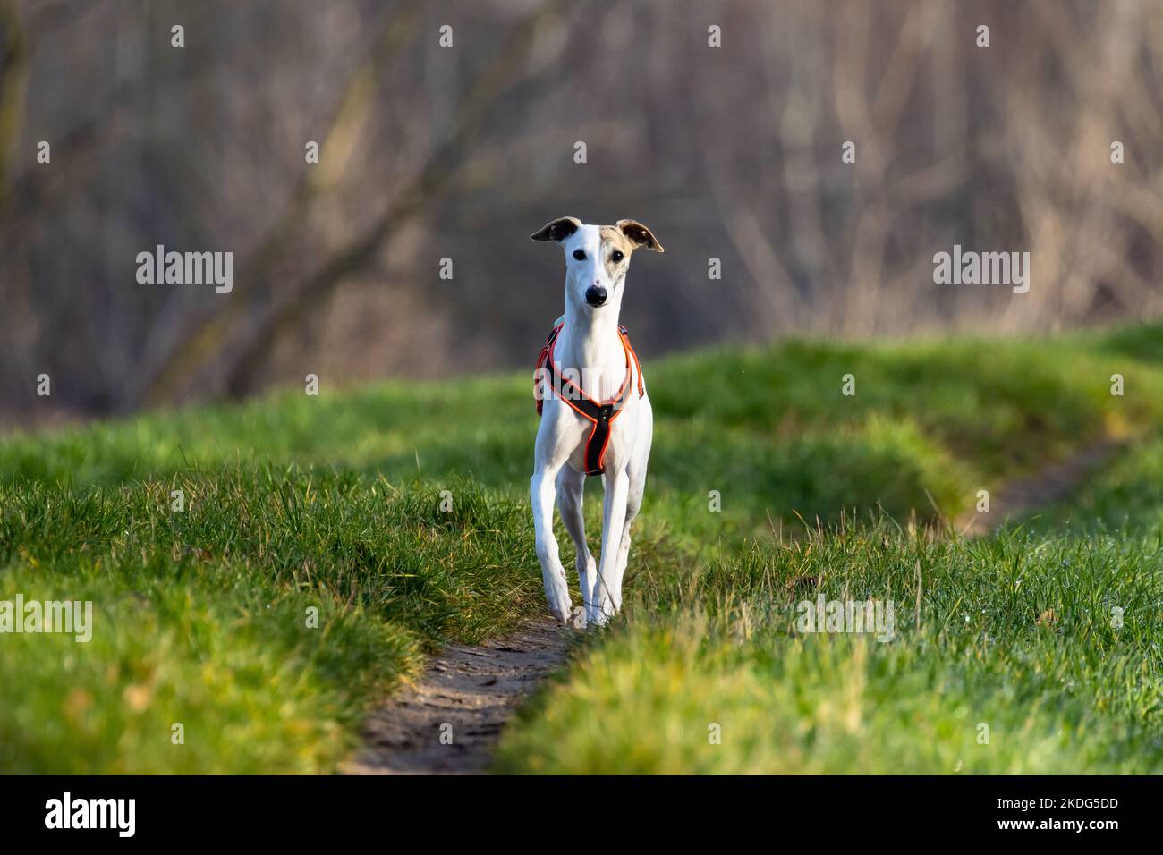 Englischer Whippet Greyhound.schöner weißer Vollblut-Rennhund Stockfoto