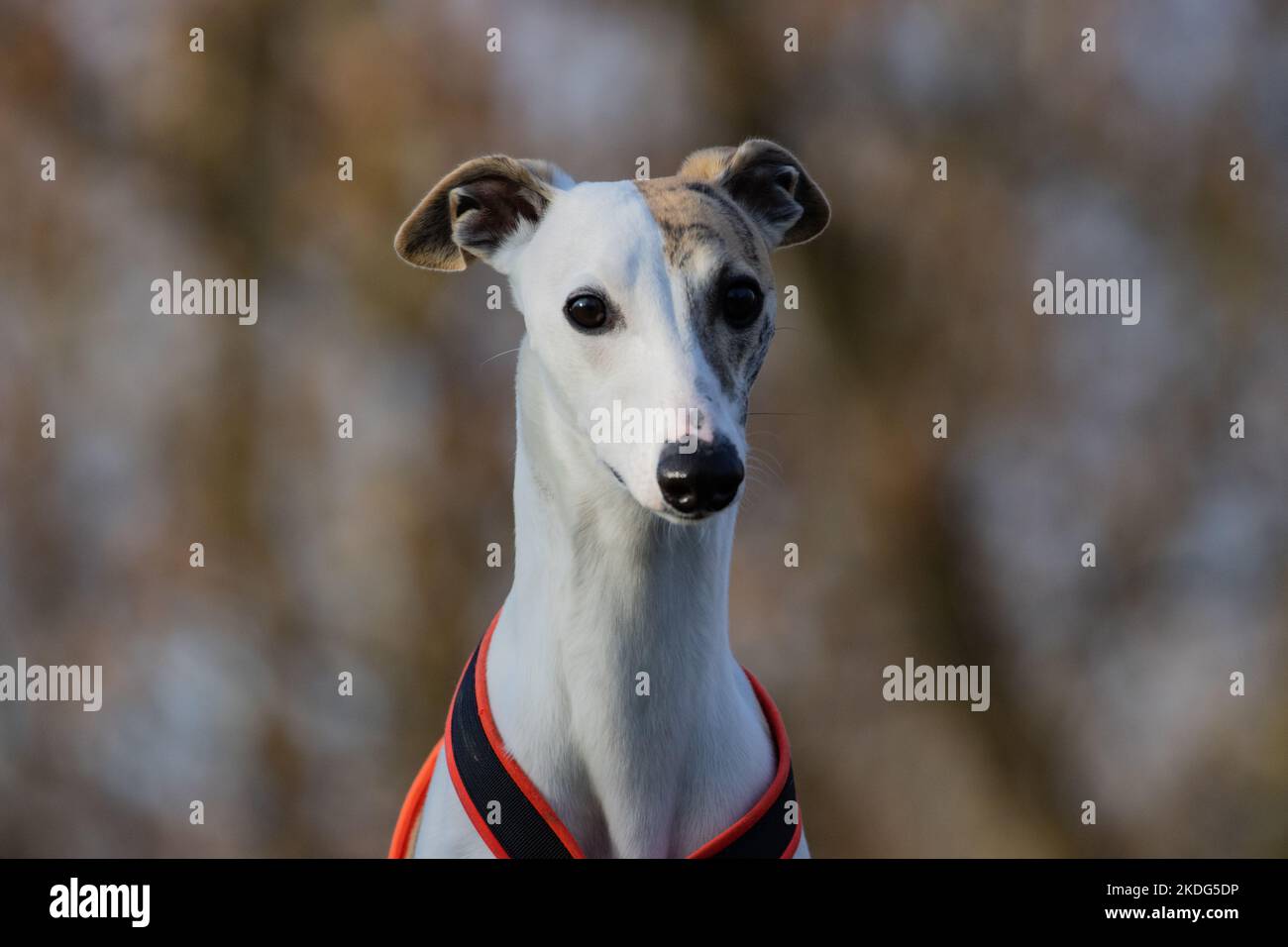 Englischer Whippet Greyhound.schöner weißer Vollblut-Rennhund Stockfoto