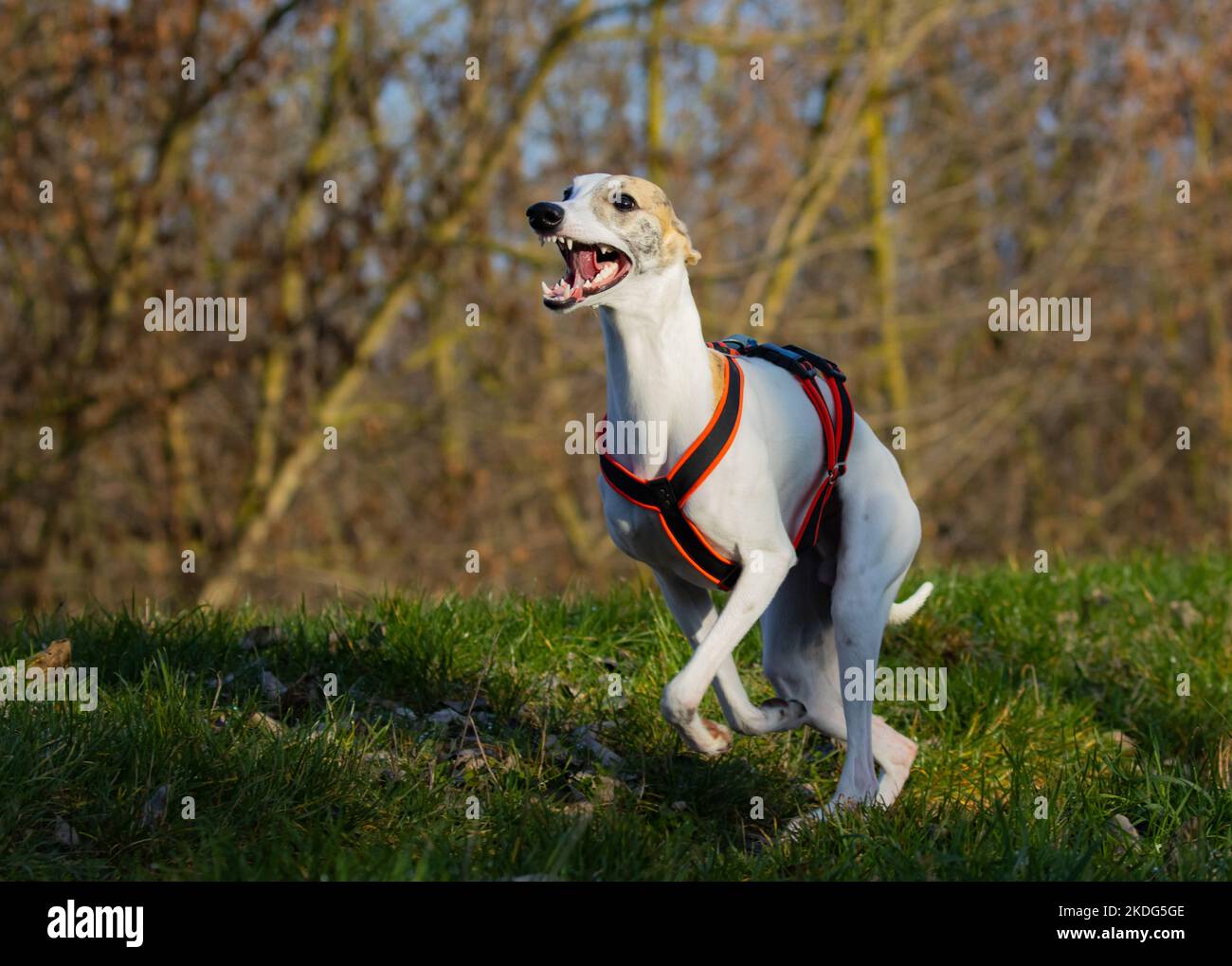 Englischer Whippet Greyhound.schöner weißer Vollblut-Rennhund Stockfoto