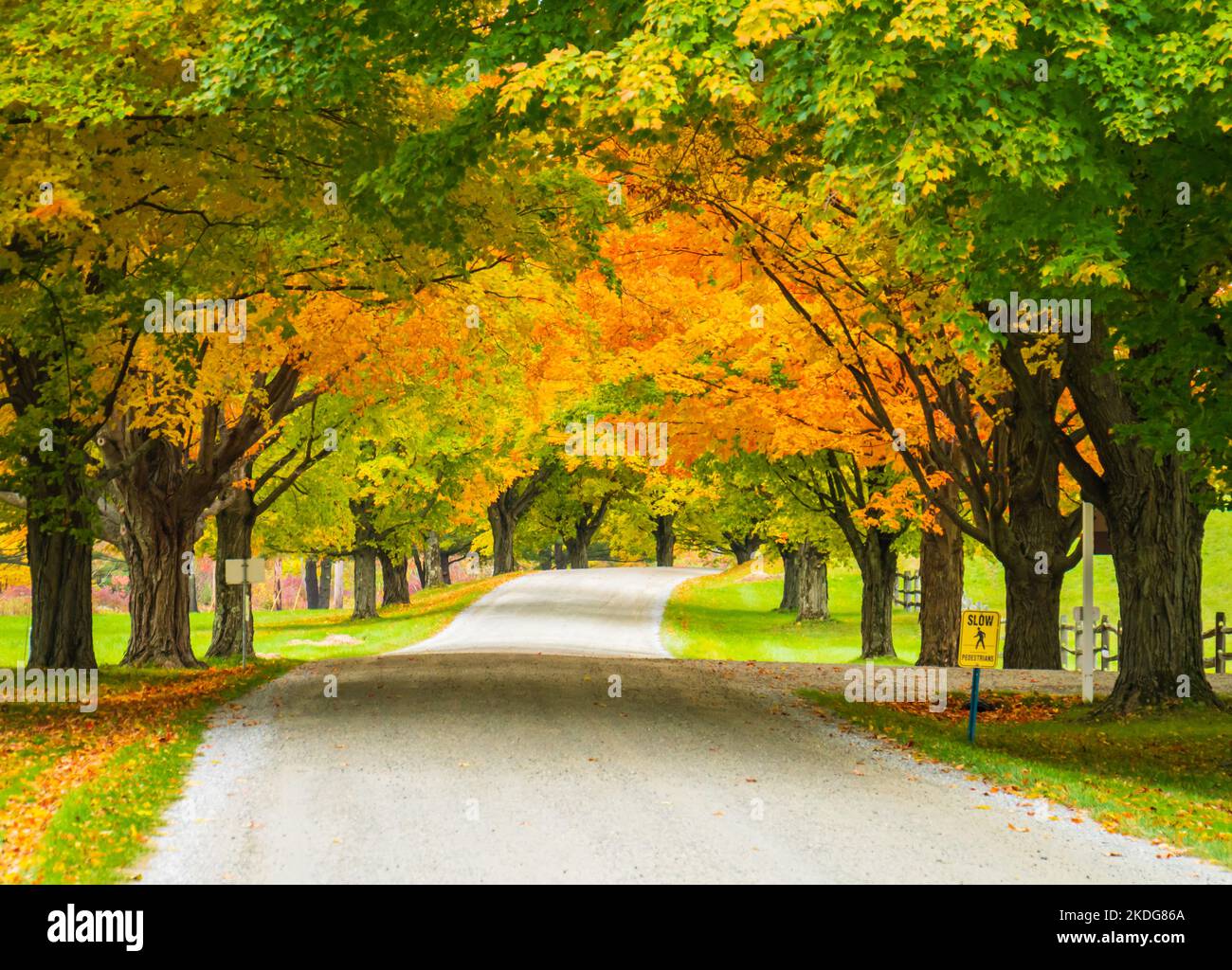 Herbst in Vermont auf einer Landstraße, die von Ahornbäumen in Herbstfarben bedeckt ist Stockfoto