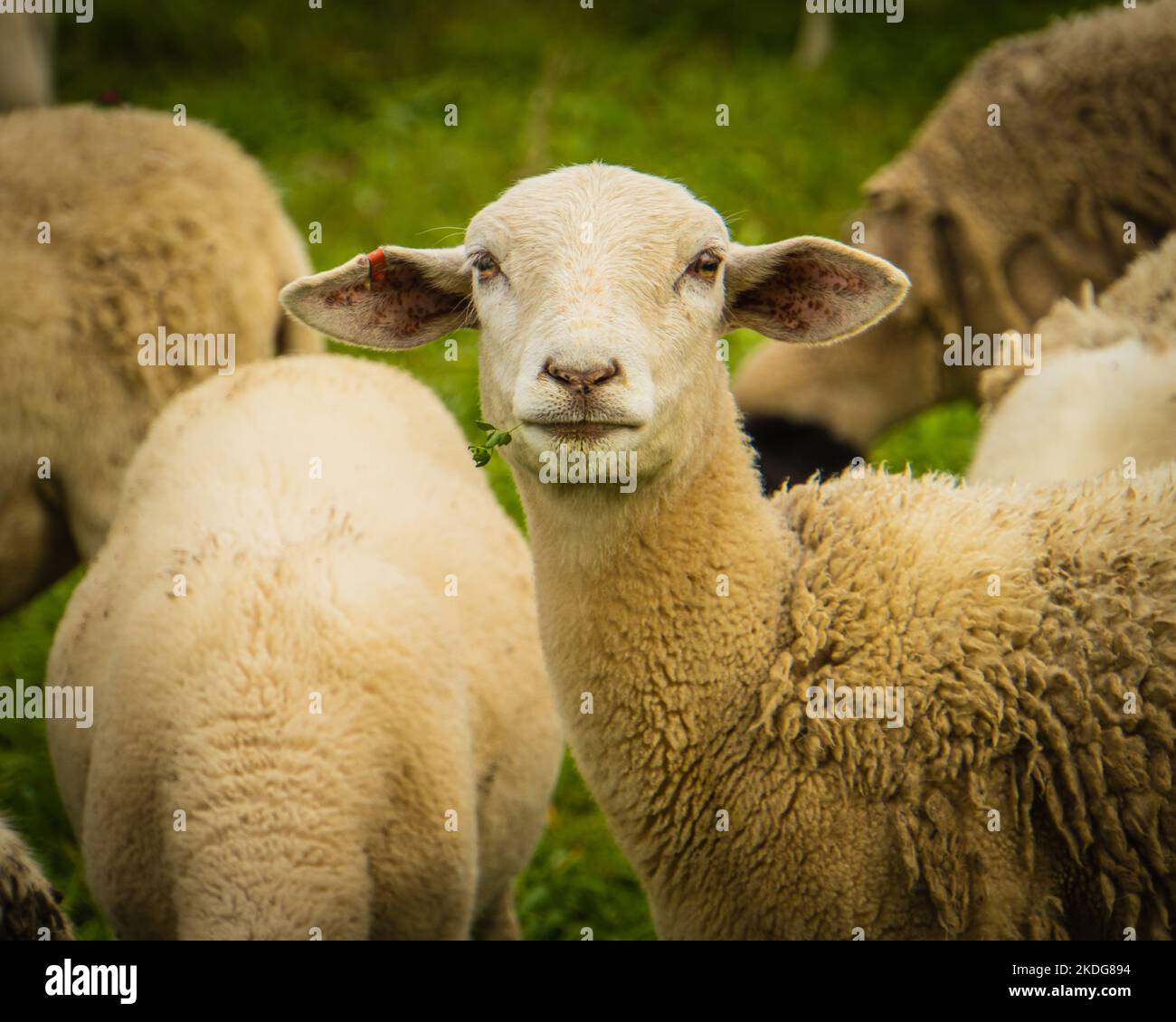 Ein Schaf schaut beim Essen auf Stockfoto