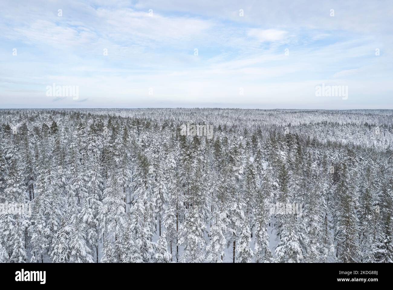 Luftaufnahme eines verschneiten Waldes im Winter in Finnland Stockfoto