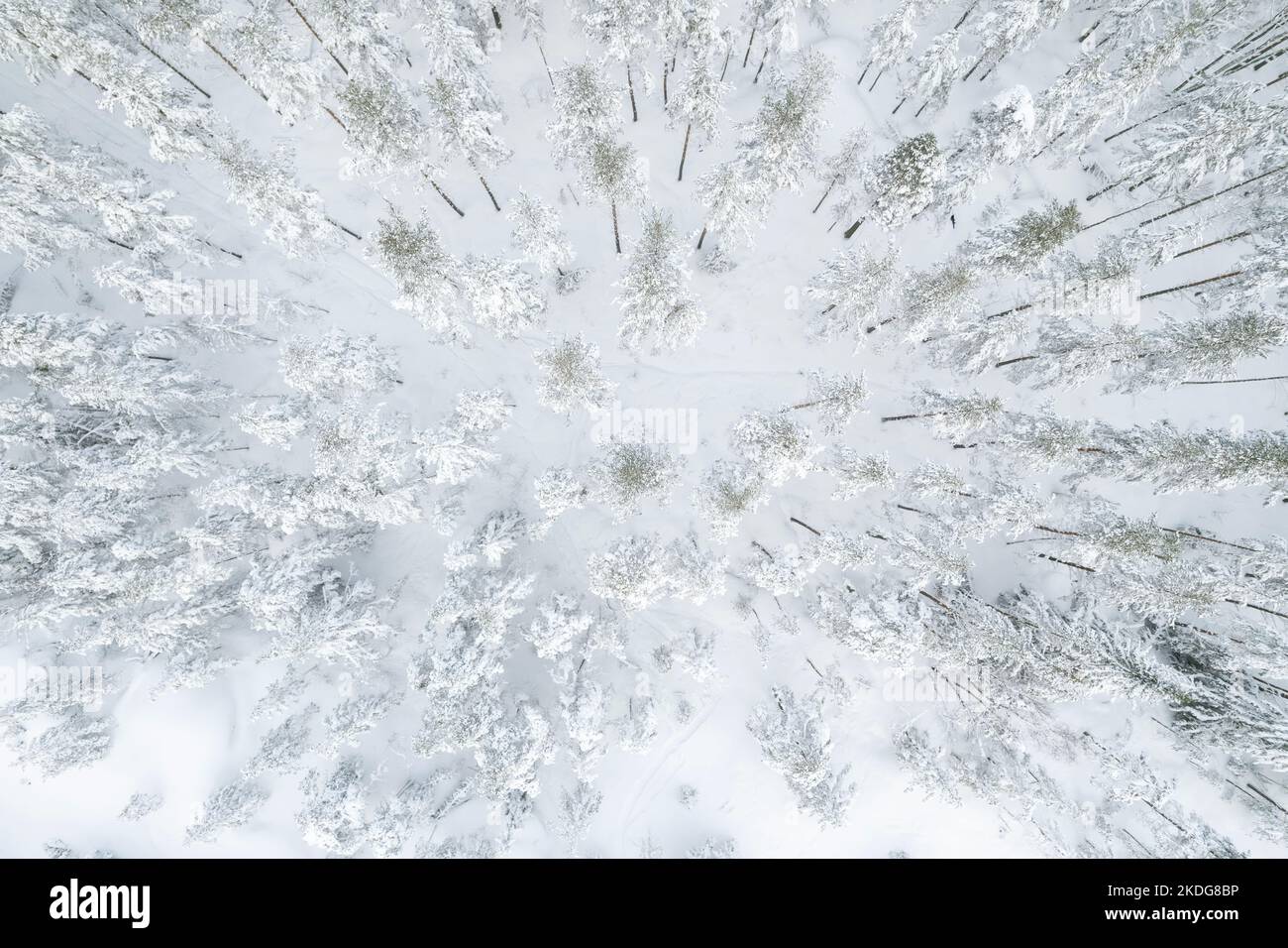 Luftaufnahme eines verschneiten Waldes im Winter in Finnland Stockfoto