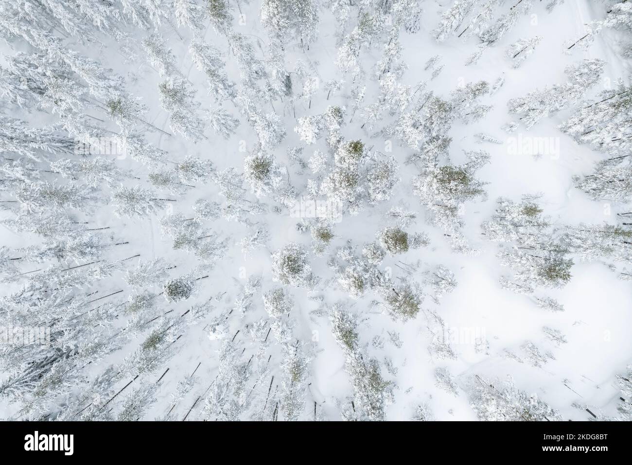 Luftaufnahme eines verschneiten Waldes im Winter in Finnland Stockfoto