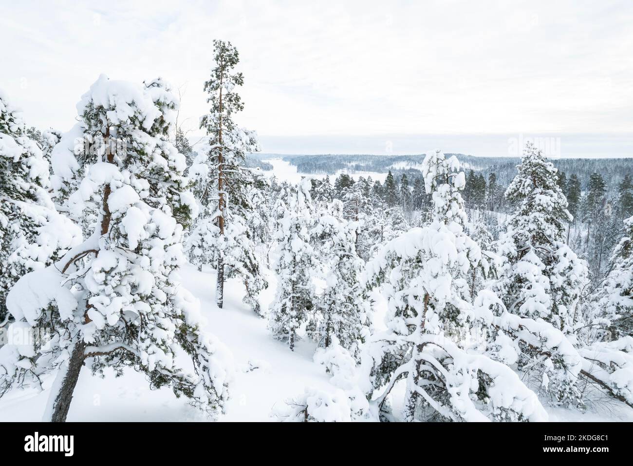 Verschneiter Wald in Finnland Stockfoto