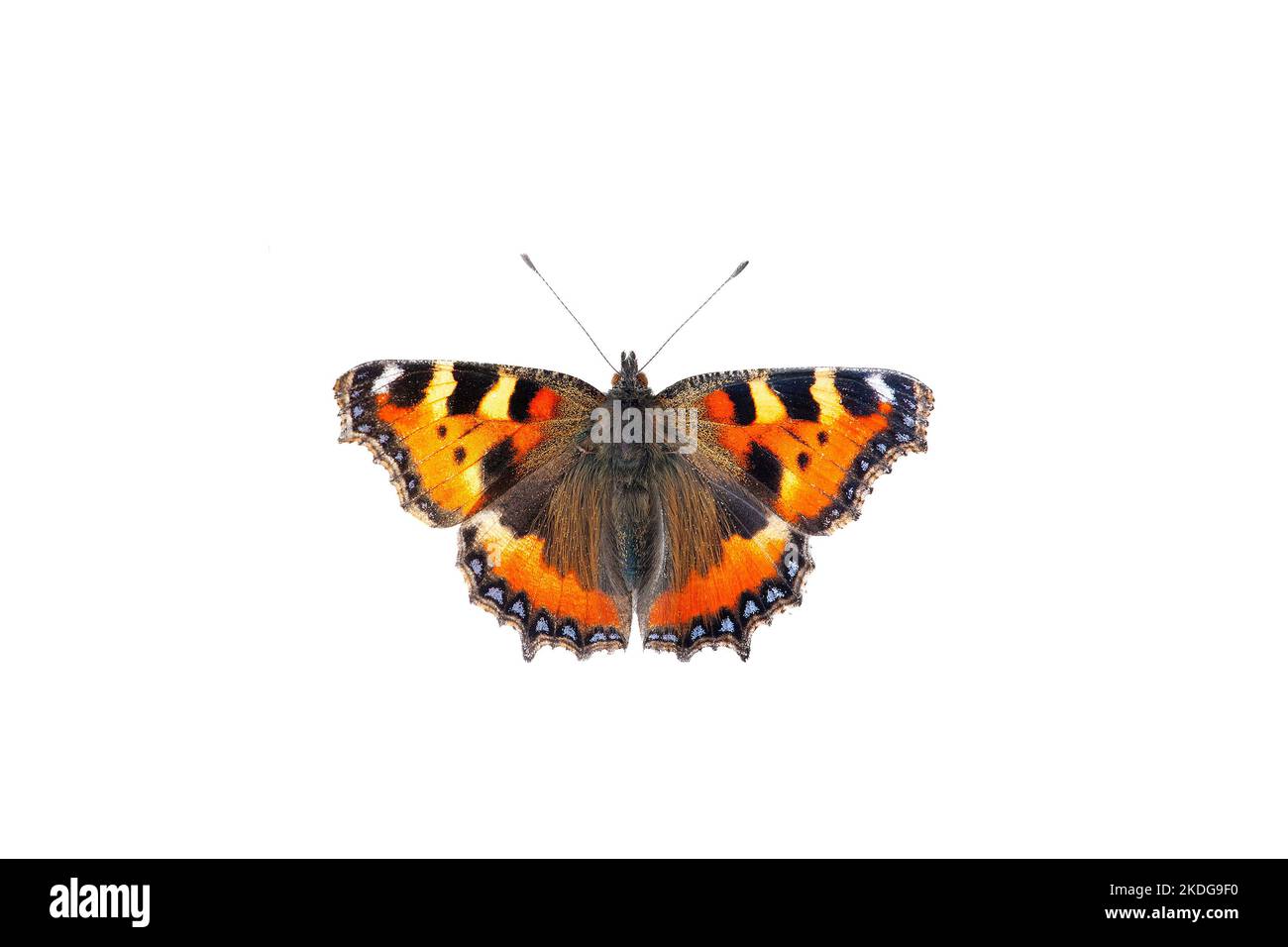 Kleiner Schildpatt Schmetterling isoliert auf weißem Hintergrund Stockfoto