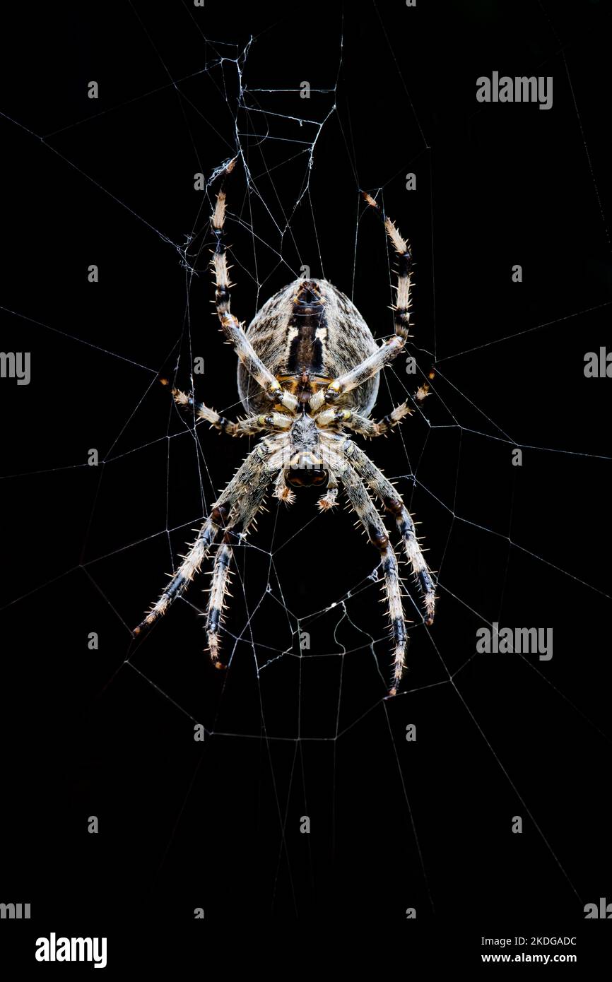 Gartenspinne Kreuzspinne Araneus diadematus isoliert auf schwarzem Hintergrund Stockfoto